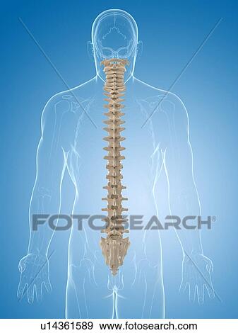 Stock Illustration - Spine, artwork. Fotosearch