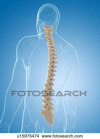 Stock Illustration - Spine, artwork. Fotosearch