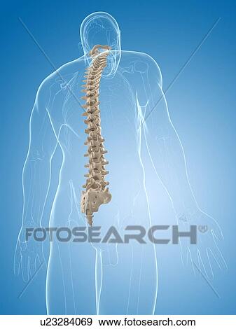 Spine, artwork View Large Illustration Stock Illustration - Spine, artwork. Fotosearch