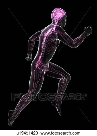 Clipart - Sprinter, artwork. Fotosearch