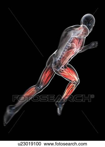 Sprinter, artwork View Large Illustration Clipart - Sprinter, artwork. Fotosearch