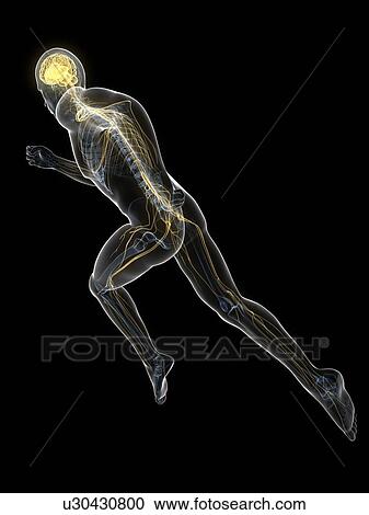Sprinter, artwork View Large Illustration Clipart - Sprinter, artwork. Fotosearch