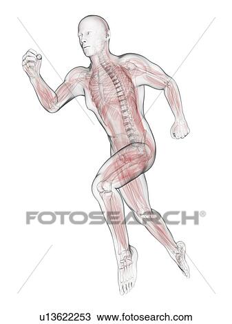 Drawing - Sprinter, artwork. Fotosearch