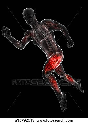 Sprinter, artwork View Large Illustration Drawing - Sprinter, artwork. Fotosearch
