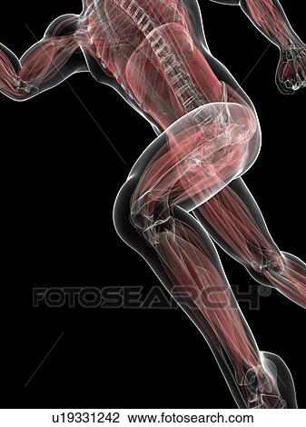Sprinter, artwork View Large Illustration Drawing - Sprinter, artwork. Fotosearch