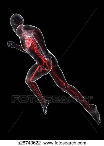 Drawing - Sprinter, artwork. Fotosearch
