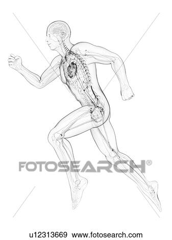 Sprinter, artwork View Large Illustration Stock Illustration - Sprinter, artwork. Fotosearch