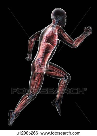Sprinter, artwork View Large Illustration Stock Illustration - Sprinter, artwork. Fotosearch