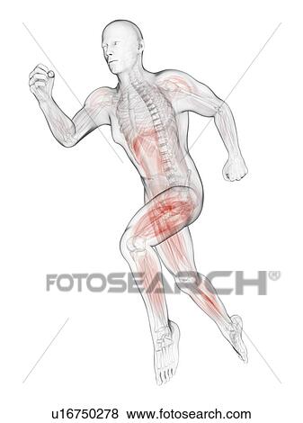 Stock Illustration - Sprinter, artwork. Fotosearch