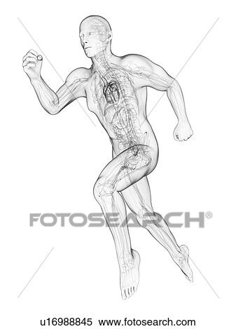 Stock Illustration - Sprinter, artwork. Fotosearch