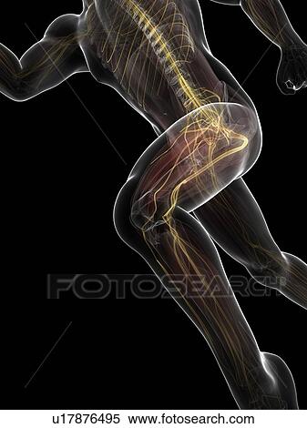 Sprinter, artwork View Large Illustration Stock Illustration - Sprinter, artwork. Fotosearch