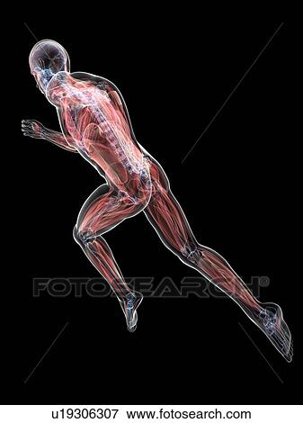Sprinter, artwork View Large Illustration Stock Illustration - Sprinter, artwork. Fotosearch