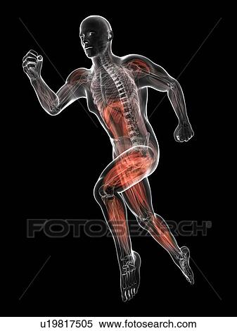 Sprinter, artwork View Large Illustration Stock Illustration - Sprinter, artwork. Fotosearch