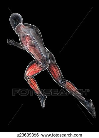 Sprinter, artwork View Large Illustration Stock Illustration - Sprinter, artwork. Fotosearch