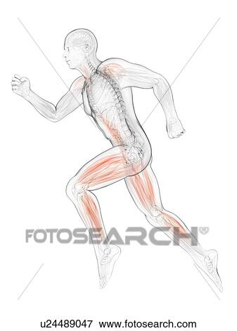 Sprinter, artwork View Large Illustration Stock Illustration - Sprinter, artwork. Fotosearch