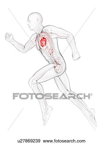 Stock Illustration - Sprinter, artwork. Fotosearch