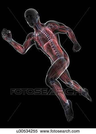 Stock Illustration - Sprinter, artwork. Fotosearch