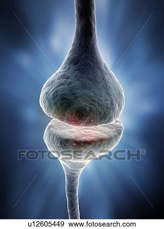 Stock Illustration - Synapse, artwork. Fotosearch