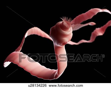 Tapeworm, artwork View Large Illustration Stock Illustration - Tapeworm, artwork. Fotosearch