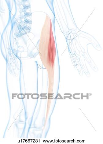 Thigh muscle, artwork View Large Illustration Clip Art - Thigh muscle, artwork. Fotosearch