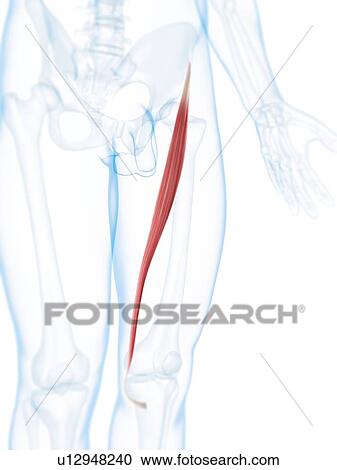 Thigh muscle, artwork View Large Illustration Clipart - Thigh muscle, artwork. Fotosearch