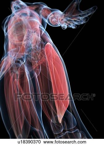 Thigh muscle, artwork View Large Illustration Clipart - Thigh muscle, artwork. Fotosearch