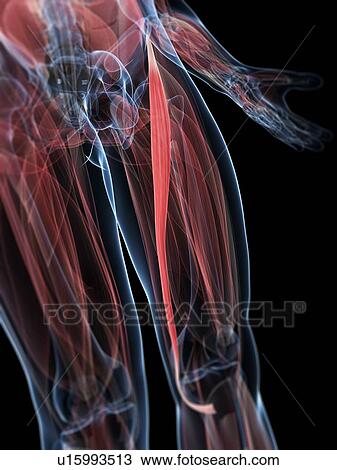 Thigh muscle, artwork View Large Illustration Drawing - Thigh muscle, artwork. Fotosearch