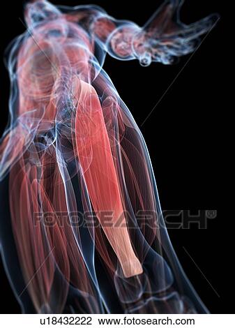 Drawing - Thigh muscle, artwork. Fotosearch