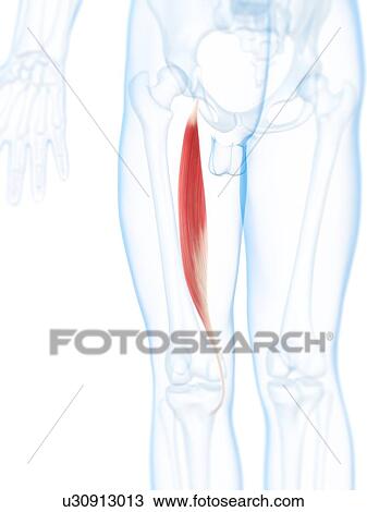 Thigh muscle, artwork View Large Illustration Drawing - Thigh muscle, artwork. Fotosearch
