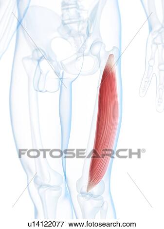 Stock Illustration - Thigh muscle, artwork. Fotosearch