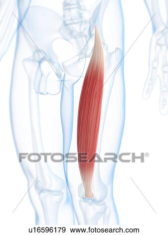 Thigh muscle, artwork View Large Illustration Stock Illustration - Thigh muscle, artwork. Fotosearch