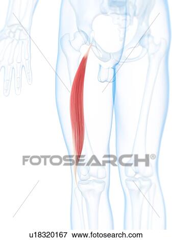 Thigh muscle, artwork View Large Illustration Stock Illustration - Thigh muscle, artwork. Fotosearch