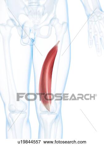 Thigh muscle, artwork View Large Illustration Stock Illustration - Thigh muscle, artwork. Fotosearch