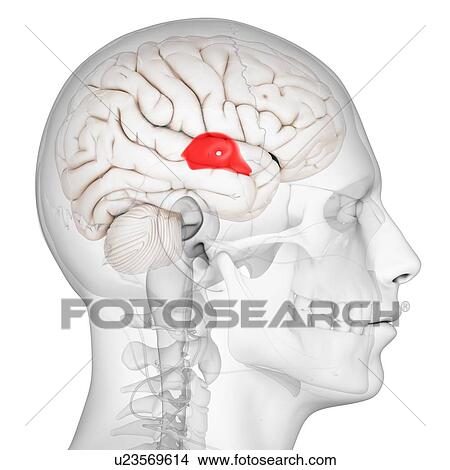 Third ventricle, artwork View Large Illustration Stock Illustration - Third ventricle, artwork. Fotosearch