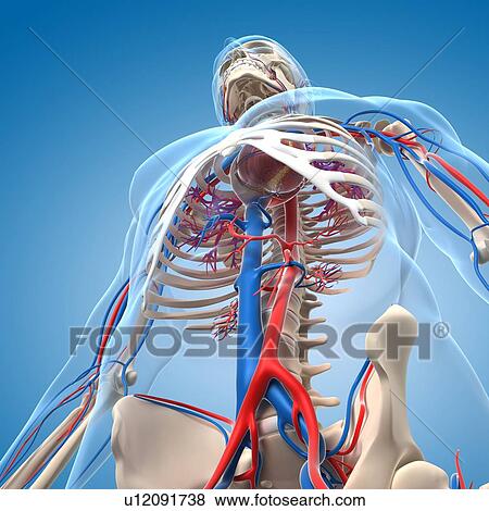 Stock Illustration of Vascular system, artwork u12091738 - Search EPS ...