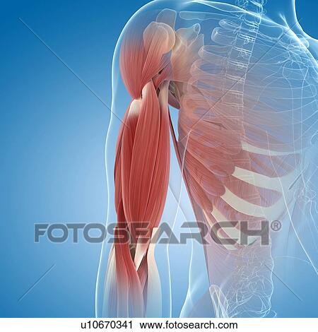 Upper arm muscles, artwork View Large Illustration Clip Art - Upper arm muscles, artwork. Fotosearch