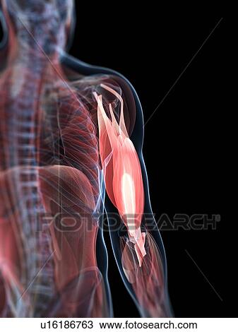 Drawing - Upper arm muscles, artwork. Fotosearch