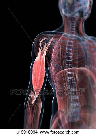 Upper arm muscles, artwork View Large Illustration Stock Illustration - Upper arm muscles, artwork. Fotosearch