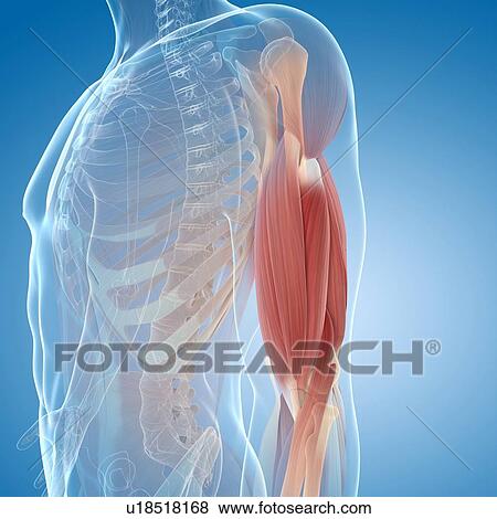 Stock Illustration - Upper arm muscles, artwork. Fotosearch