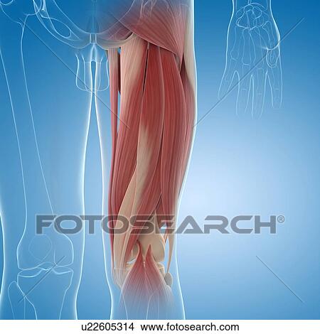 Stock Illustration - Upper leg muscles, artwork. Fotosearch