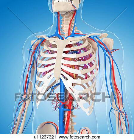 Vascular system, artwork View Large Illustration Clip Art - Vascular system, artwork. Fotosearch