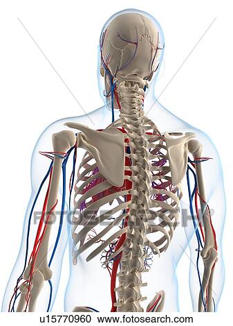 Clipart - Vascular system, artwork. Fotosearch