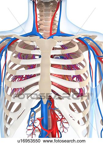Clipart - Vascular system, artwork. Fotosearch