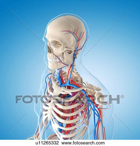 Drawing - Vascular system, artwork. Fotosearch