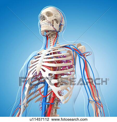 Drawing - Vascular system, artwork. Fotosearch