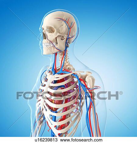Drawing - Vascular system, artwork. Fotosearch