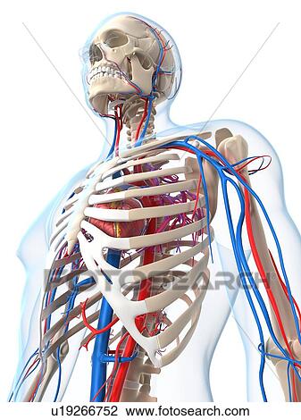 Drawing - Vascular system, artwork. Fotosearch