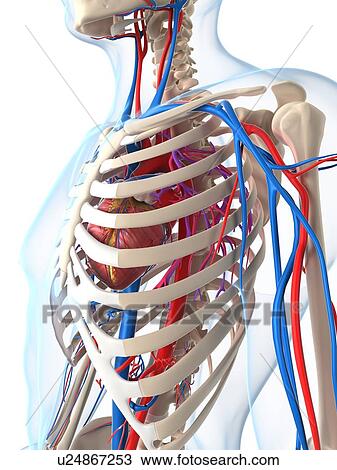 Drawing - Vascular system, artwork. Fotosearch