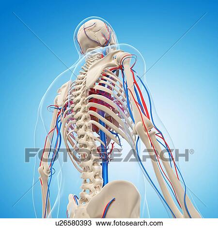Drawing - Vascular system, artwork. Fotosearch