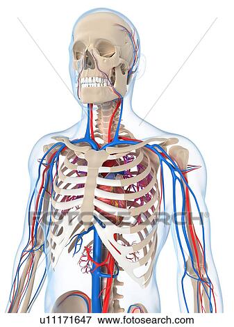Stock Illustration - Vascular system, artwork. Fotosearch